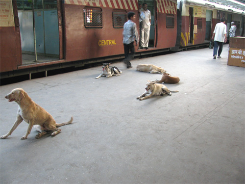 bombay_local_train_dogs