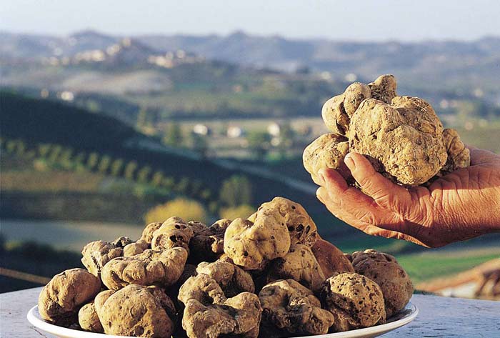 white-truffle-tuscany