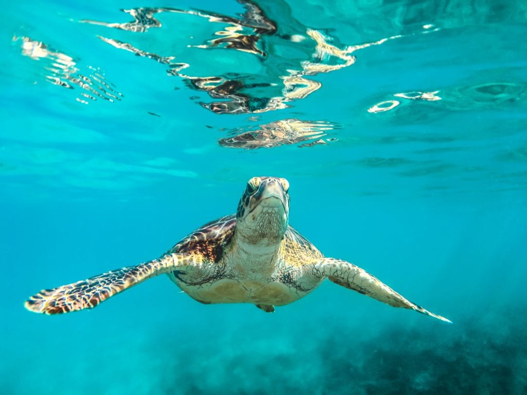 A turtle swimming in a blue ocean